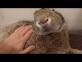 Flemish Giant Rabbit: Grooming