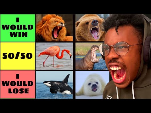 Ranking Animals That I Would Beat In A FIGHT