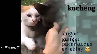 Download lagu Status wa (jangan ganggu pacarku) mp3
