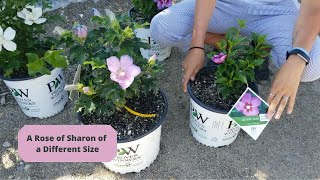 New Varieties of Rose of Sharon Shrubs