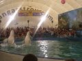 поющие белые киты HD 