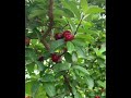 Cherry Trees #shorts #garden