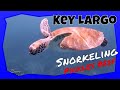 Snorkeling Pickles Reef in Key Largo Florida