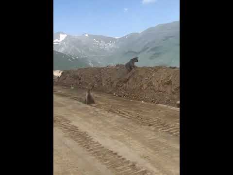 Արջի քոթոթները Քաջարանի մոտակայքում (տեսանյութ)