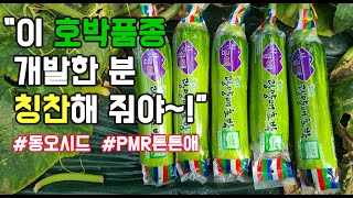 호박 흰가루병에 강하고, 곤봉과 없는 튼튼애호박-PMR튼튼애호박