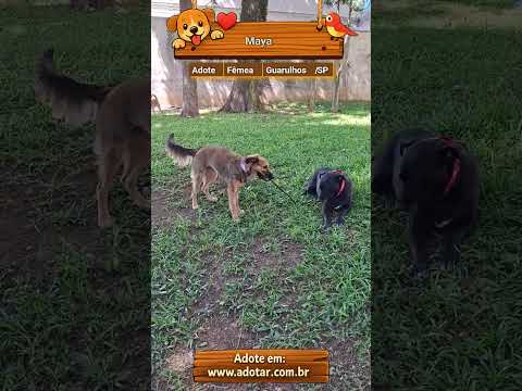 Vídeo de Maya