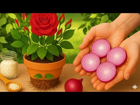 Just a Few Slices! Your Rose Cuttings Will Root and Bloom Overnight!