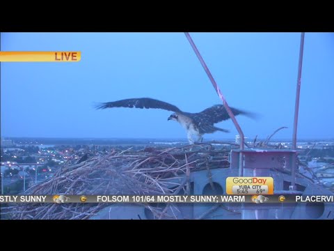 Osprey's First Flight!