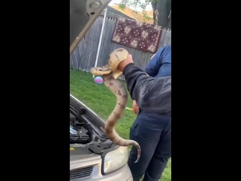 Massive snake found in the engine of a car in Wisconsin