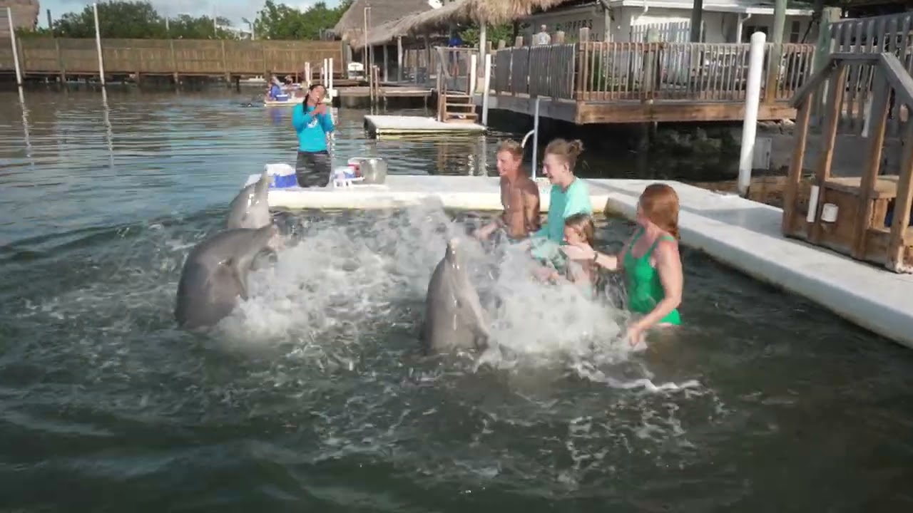 Your Family's Gotta Try This: The Dolphin Research Center in Grassy Key