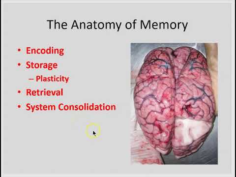 Anatomy of Memory part 1- Encoding, storage, retrieval