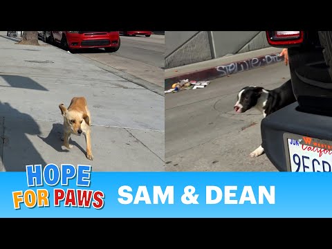 Two dogs on a busy road get rescued just in time! 🐶🚘🐶🛻