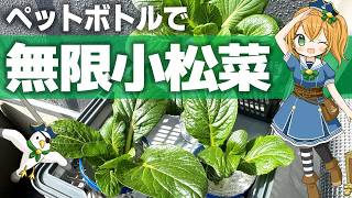【無限小松菜】初心者・ずぼらでも大成功する節約術 #テゾロ農園団 #小松菜の育て方 #再生栽培 #家庭菜園 #小松菜 #リボべジ