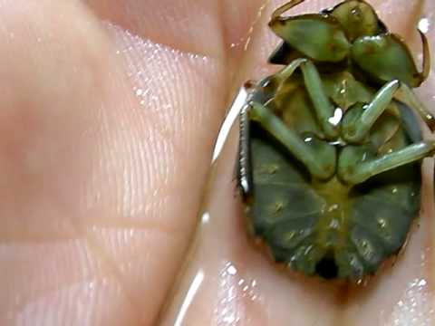 Amazing Insects Vol.3, No.2: Water Bug - Aphelocheirus spec.