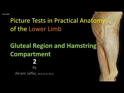 Anatomie du membre inférieur: la région glutéale et postérieure de la cuisse - exercices (partie 2)