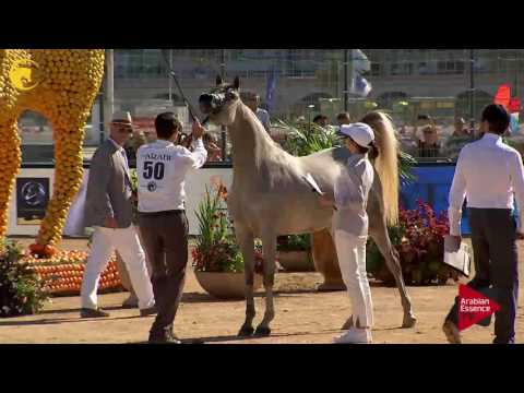N.50 MESSILA DOMITIA - MENTON 2017 - Fillies 3 years old (Class 3)