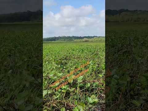 campo do quilonbo flexal serrano do Maranhão