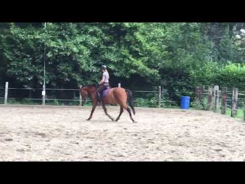 Ricolette v Arezzo VDL x Numero Uno