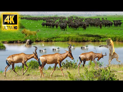 4K African Wildlife: Okavango Delta of Africa - Scenic Wildlife Film With Real Sounds & Relax Nature