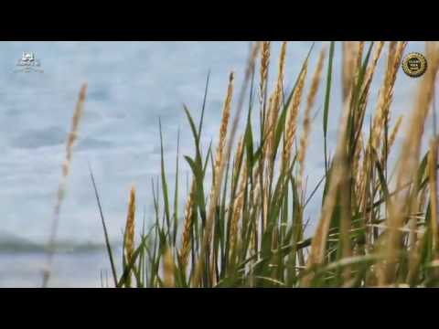 Kërkoni dituri të dobishme, furnizim të mirë dhe vepra të pranuara {Hutbe} - Shaban Tolaj