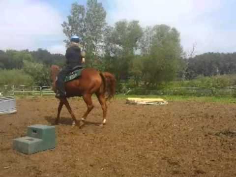 AQHA Scootin Back In Time - FOR SALE!