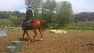 AQHA Scootin Back In Time - FOR SALE!