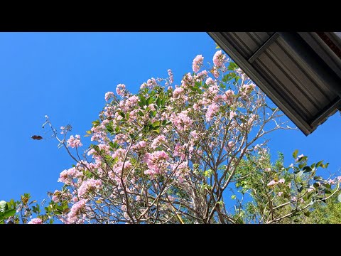 SONA FRESCA SIII👌 ACCESO A TODO SERCA!! LA HERMITA ,SANTO TOMAS ✅️BONITA CASA ALA VENTA