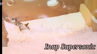 Download lagu SI. Supersonic dikenal juga dengan si. Bima sakti dari editor atax walet perpaduan epic suara piyik mp3