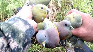 Download lagu mulut burung punai hasilnya mantap, pulut bang uji kerakas emang top mp3
