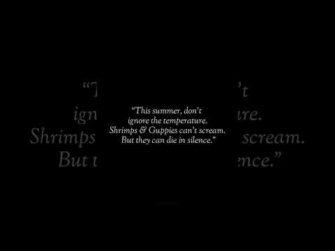 “I Couldn't Save Them…” 😭 #rip #shrimp #heat #warm #guppies #awareness #death #fishkeeping