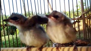 Download lagu Suara Anakan Trucukan buat Pancingan burung Trucukan jantan mp3