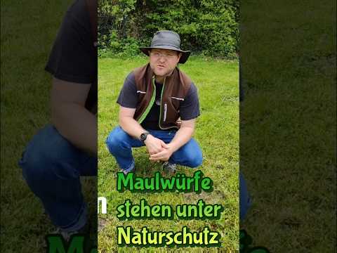 Maulwurf  ODER Wühlmaus 🐀 im Rasen - Unterschied erkennen und Wühlmaus bekämpfen #shorts #rasen