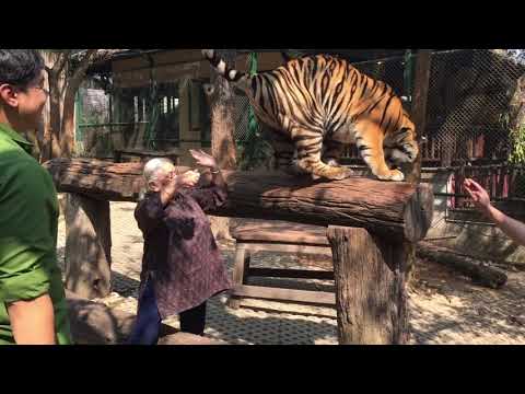 Tiger’s Den in Tiger Kingdom Chiang Mai 2019