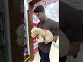New Family Member 🫶 Trending Minivlog Ashortaday Viralvideo Viralshorts Puppy Fun