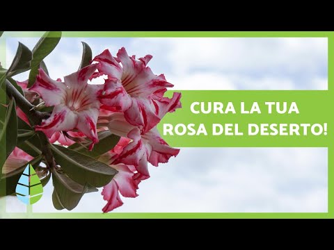, title : 'Prendersi CURA della ROSA del DESERTO 🌺 Irrigazione, Substrato e molto altro! 💦'