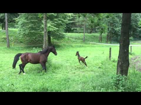 Casalvio di Agriturismo Ferdy! 1 settimana di vita.