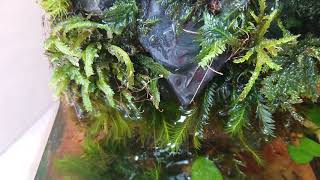 製作途中の苔水槽、プラナリア発生と色々と①
