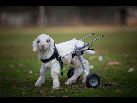 Baby goat on a wheelchair!! One of the cutest animal videos!