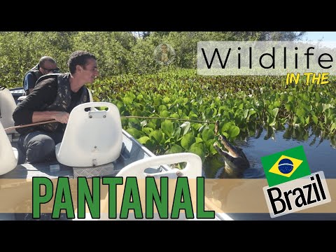 Wildlife encounters incl. caimans in the Pantanal Wetlands of Brazil via Campo Grande.