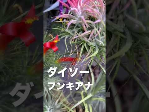 園芸 空気の娘ベイリーのティランジア