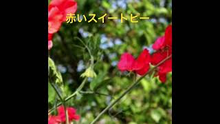 赤いスイートピー#ウクレレ、ギター#歌ってみた #弾き語り