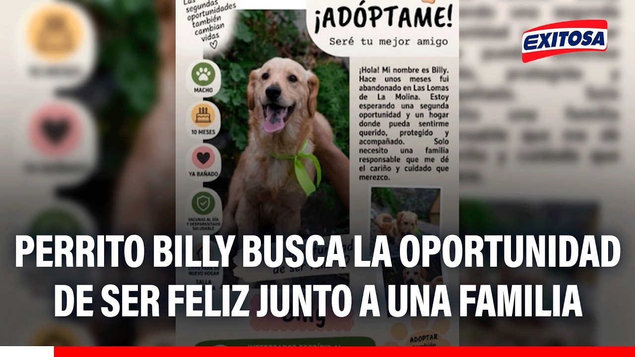 🔴🔵 Perrito Billy busca la oportunidad de ser feliz junto a una familia tras ser abandonada