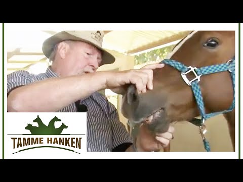 Blisters in the mouth: Tamme treats a very anxious horse! | Tamme Hanken | Kabel Eins