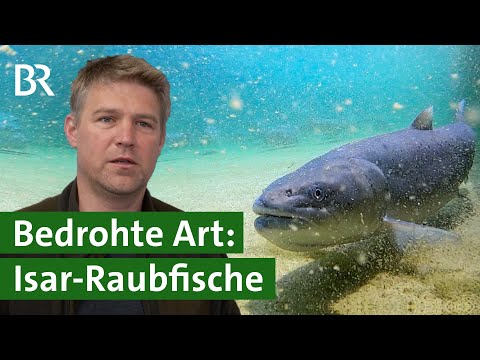 Huchen züchten für die Isar | Artenschutz | Unser Land | BR