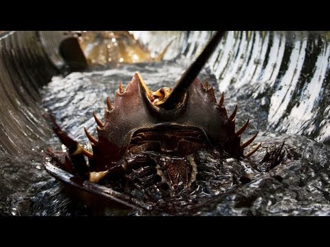 世界で最も古い5つの動物