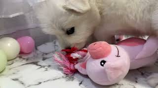 サモエドの動画01