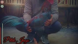 Download lagu Story wa ayam jago || quotes kata kata ayam aduan || MDX 888 mp3