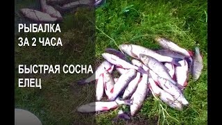 Рыбалка на реке сосне елец
