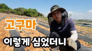 고구마 이렇게 심었더니 다 살았다
