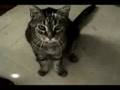 Cute & Loud Tabby Cat! 